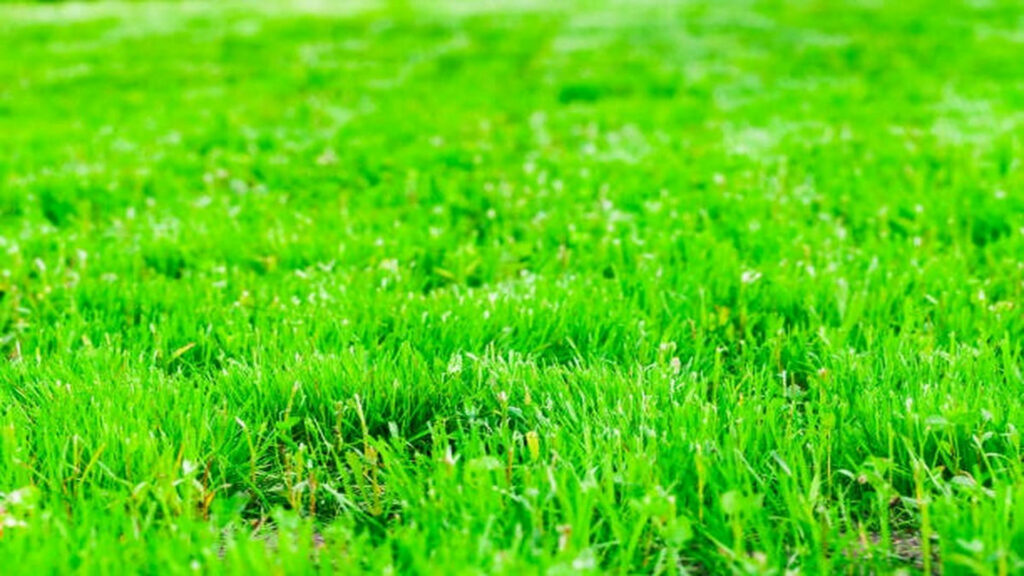Maroc : la révolution du gazon vert sans eau.
